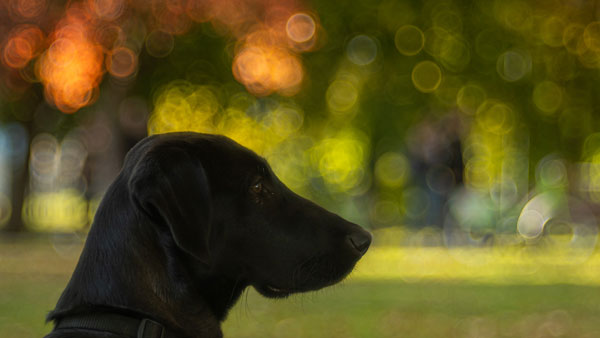 bokeh