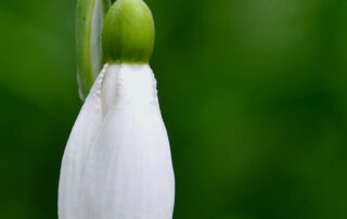 Harmath Ildikó Hóvirág