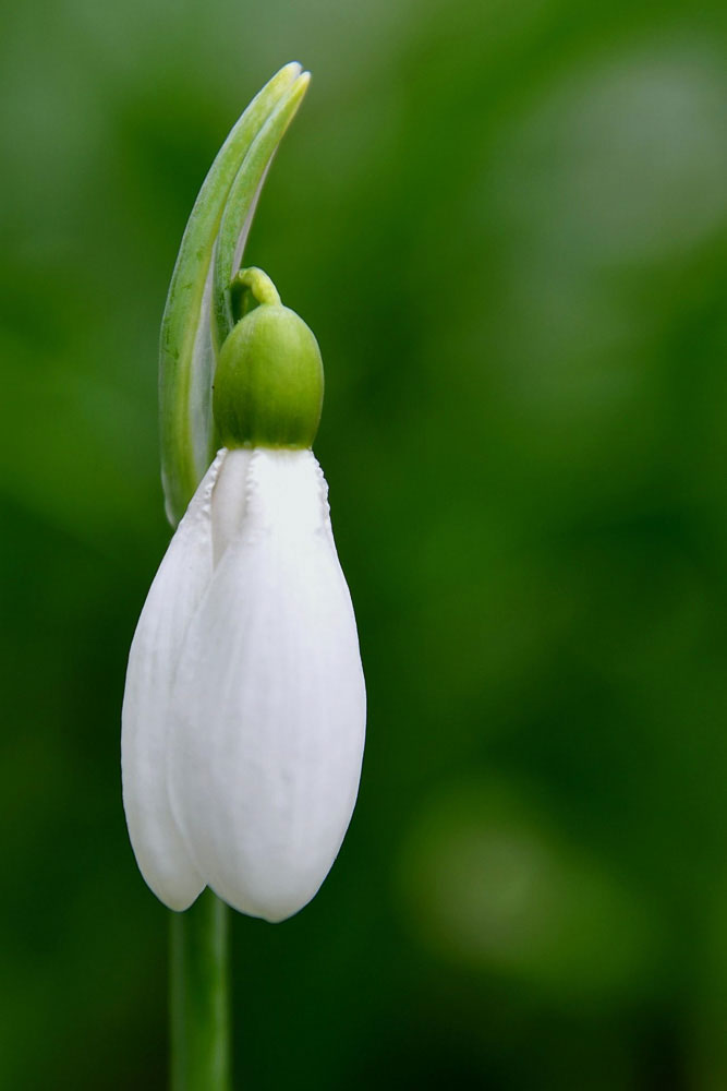 Harmath Ildikó Hóvirág
