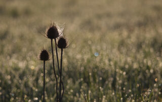 Fáklya Mónika harmadolás - cím