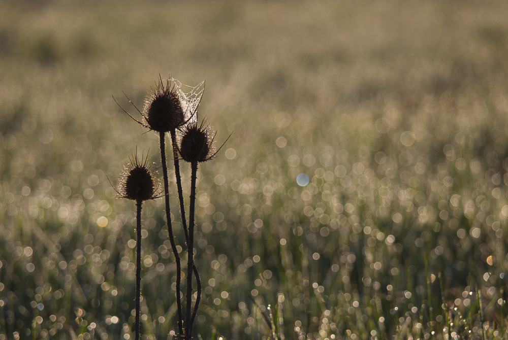 IMG_6694 Fáklya Mónika harmadolás - cím
