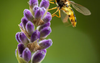 György László - párban