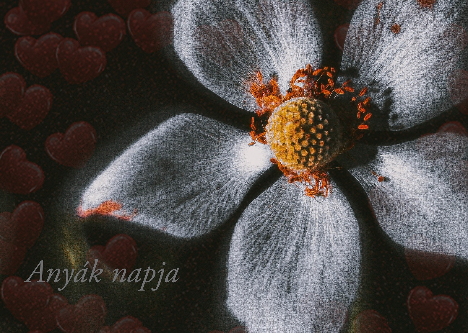 926-Nagy-Imre-anyaknapja-i