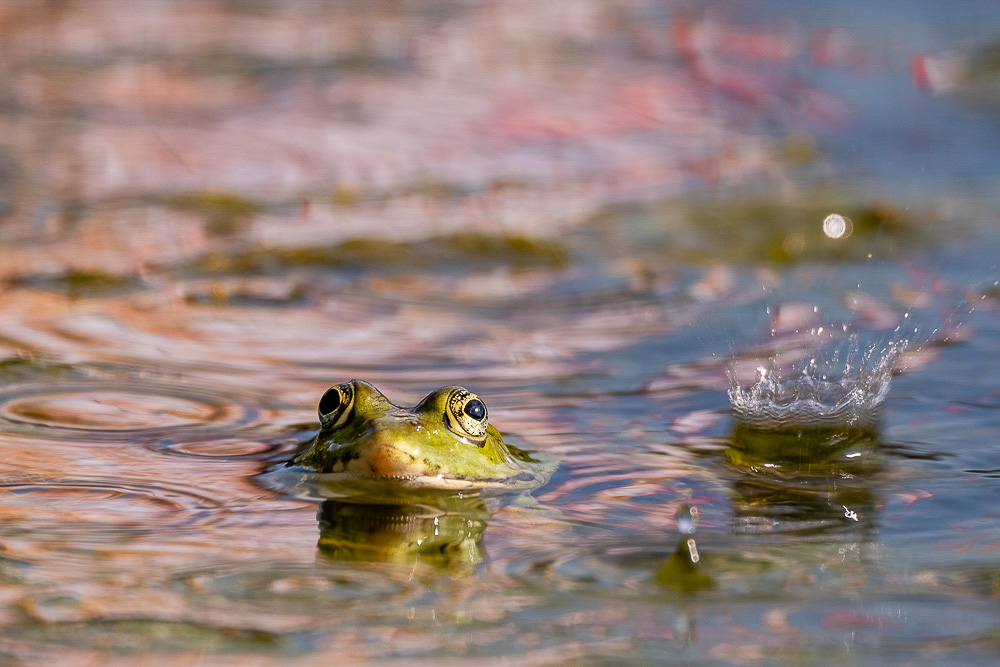 250-Sagi-Krisztian-idojaras-i(1000 x 667)