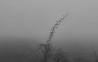 Szalay Edina: Szürkeség