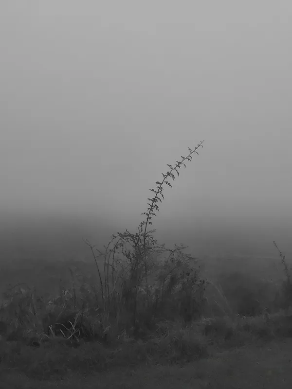 Szalay Edina: Szürkeség